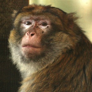 monkeys monkey sanctuary