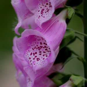 digitalis